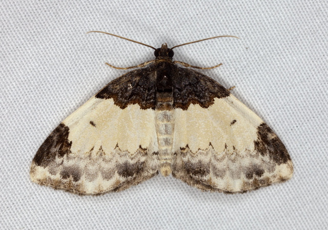 Mesoleuca ruficillata Geometridae