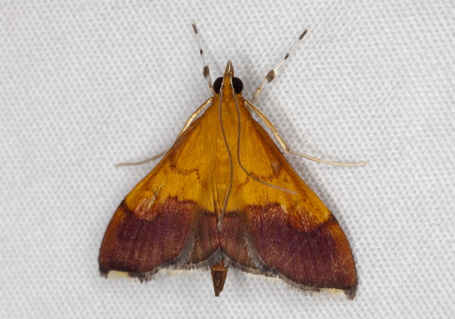 Pyrausta bicoloralis Crambidae