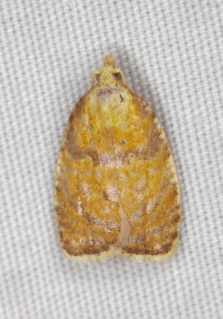 Acleris curvalana Tortricidae