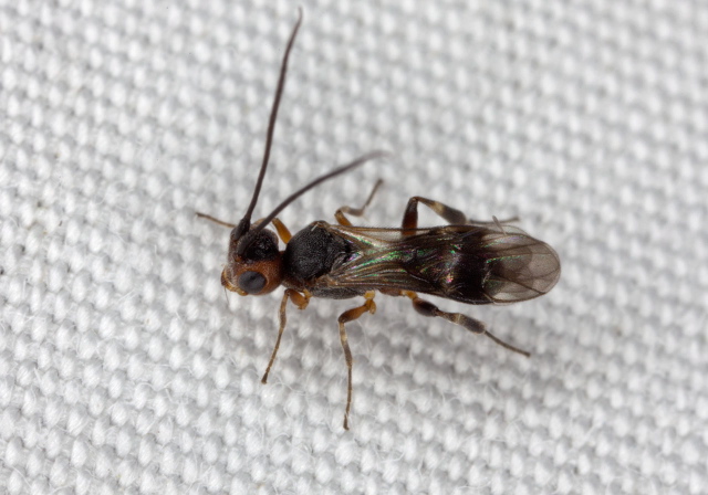   Braconidae