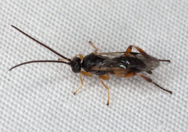   Braconidae