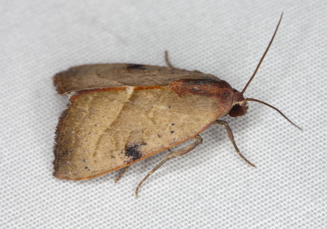 Galgula partita Noctuidae