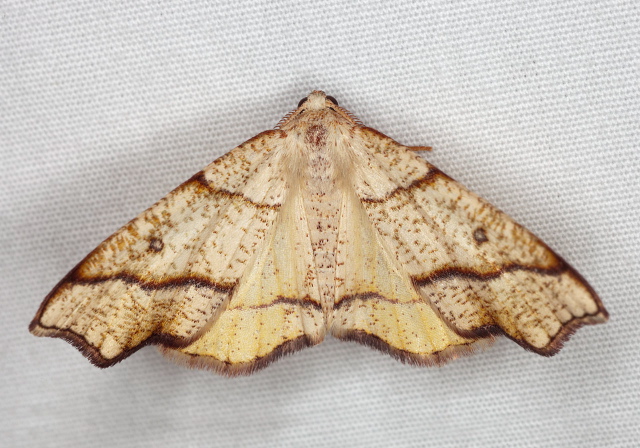 Plagodis alcoolaria Geometridae