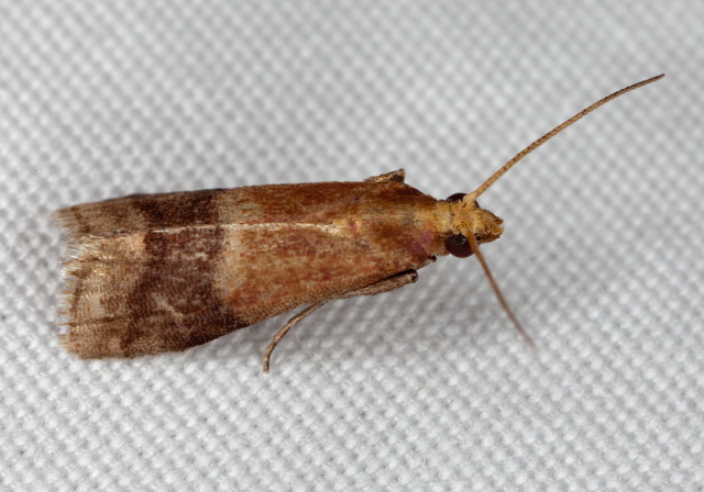 Eulogia ochrifrontella Pyralidae