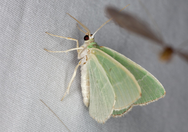 Nemoria bistriaria Geometridae