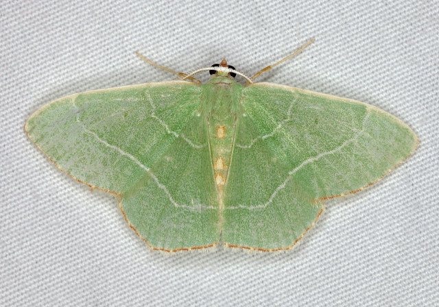 Nemoria bistriaria Geometridae