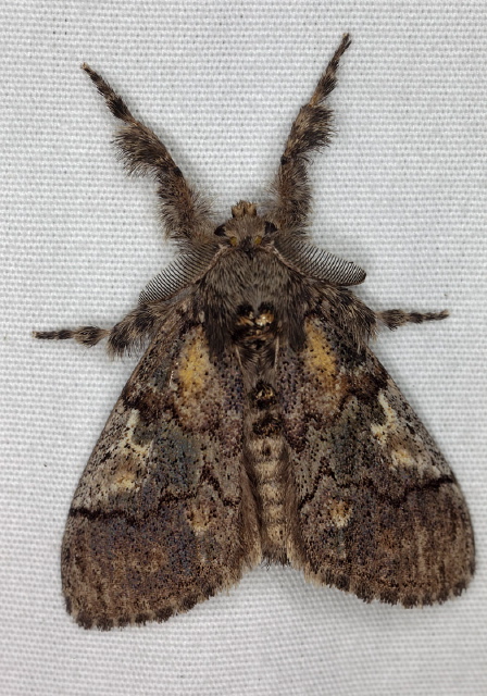 Dasychira basiflava Erebidae