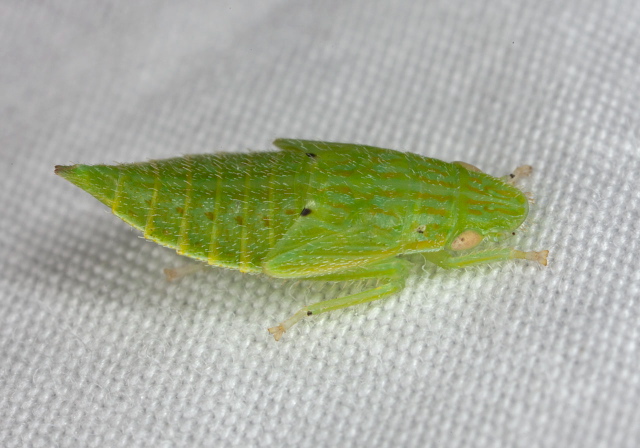 Gyponana sp. Cicadellidae