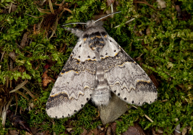 Furcula occidentalis Notodontidae