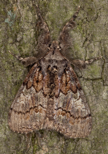 Dasychira dorsipennata? Erebidae