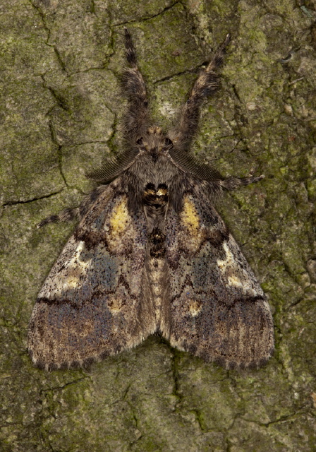 Dasychira basiflava Erebidae