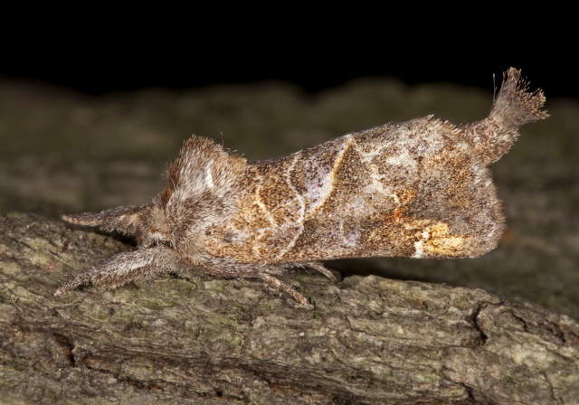 Clostera inclusa Notodontidae