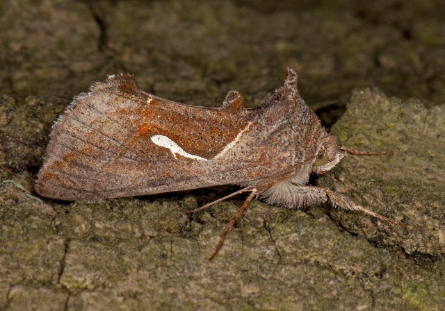 Anagrapha falcifera Noctuidae