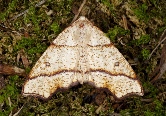 Plagodis alcoolaria Geometridae