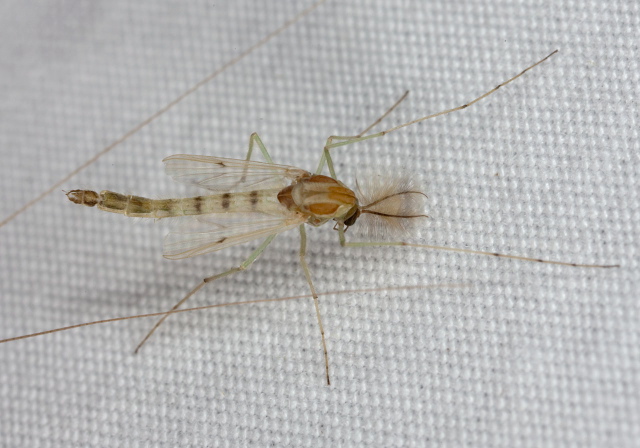 Chironomus (decorus group) Chironomidae