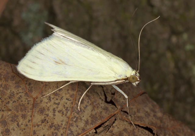 Sitochroa palealis Crambidae