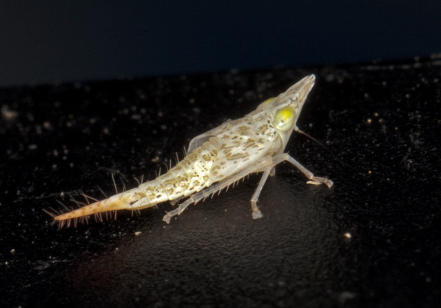 Japananus hyalinus Cicadellidae