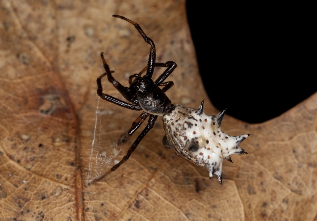 Micrathena gracilis Araneidae