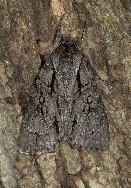 Acronicta hasta Noctuidae