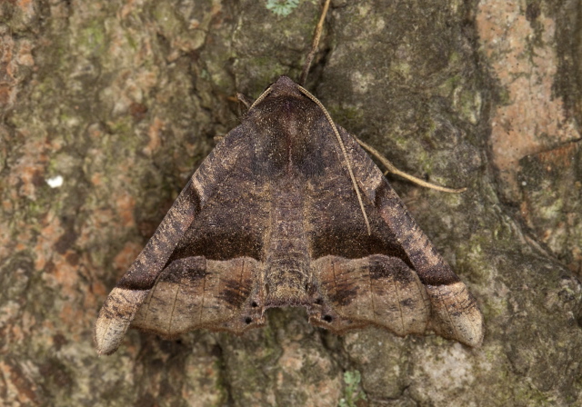 Pero honestaria Geometridae