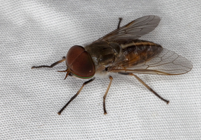 Tabanus lineola complex Tabanidae