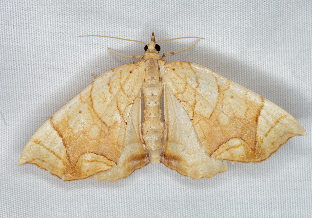 Eulithis diversilineata Geometridae