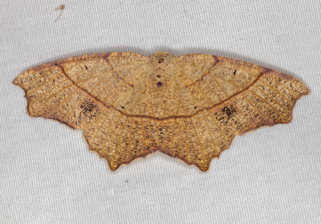 Besma quercivoraria Geometridae