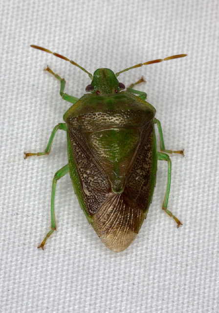 Banasa calva? Pentatomidae