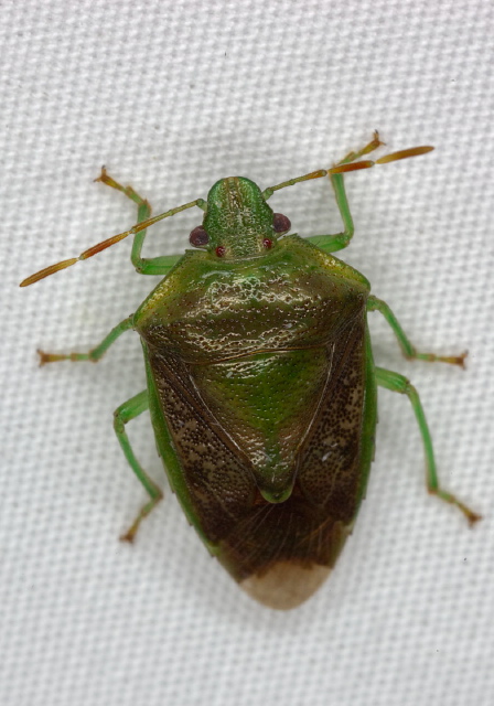 Banasa calva? Pentatomidae