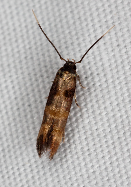 Stilbosis tesquella? Cosmopterigidae