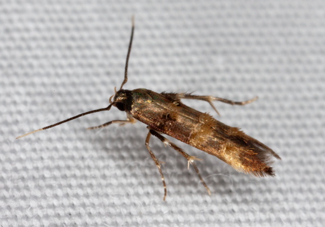 Stilbosis tesquella? Cosmopterigidae