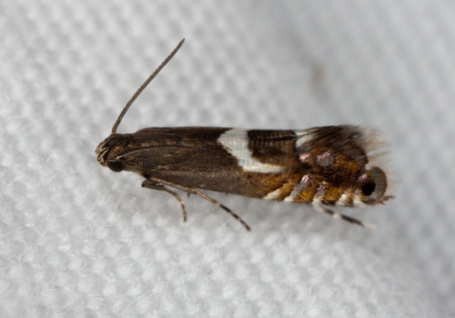 Diploschizia impigritella Glyphipterigidae