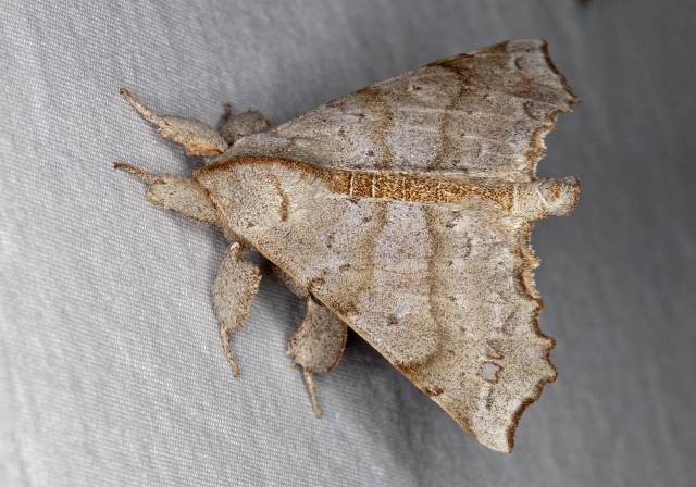 Olceclostera angelica Bombycidae