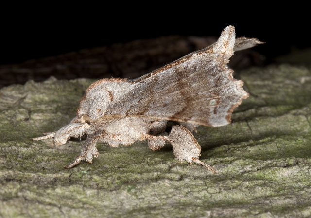 Olceclostera angelica Bombycidae