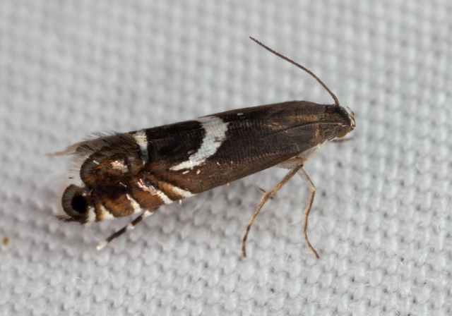 Diploschizia impigritella Glyphipterigidae