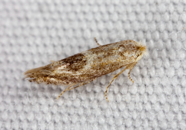 Bucculatrix sp. Bucculatricidae