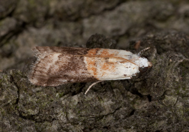 Acrobasis palliolella Pyralidae