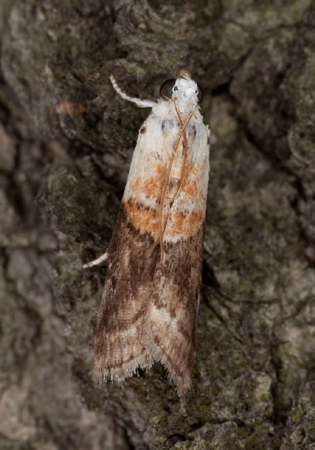 Acrobasis palliolella Pyralidae