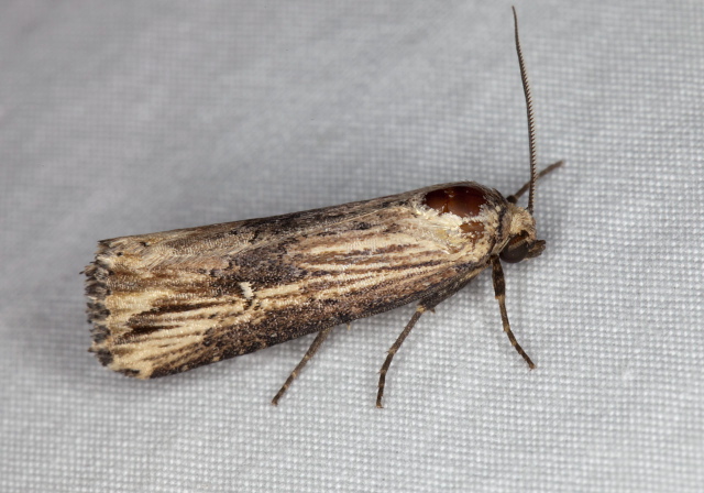 Crambodes talidiformis Noctuidae