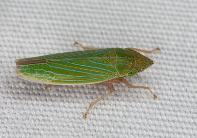 Draeculacephala zeae?5 Cicadellidae