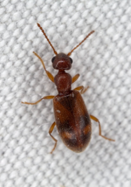 Anthicus cervinus? Anthicidae