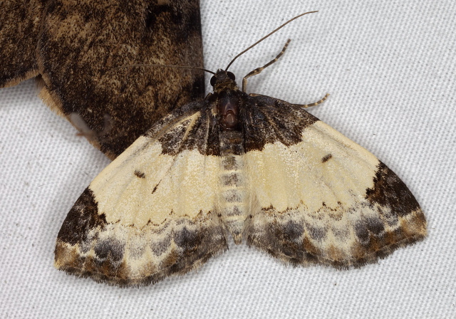 Mesoleuca ruficillata Geometridae