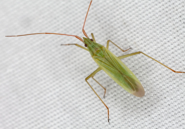 Trigonotylus caelestialium Miridae