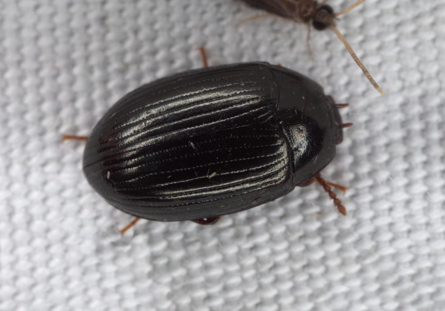 Platydema excavatum Tenebrionidae