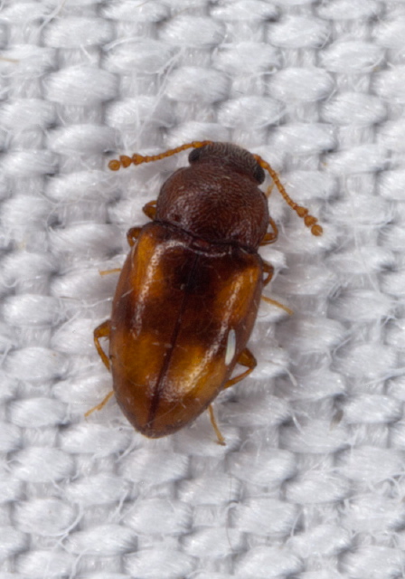 Toramus pulchellus Erotylidae