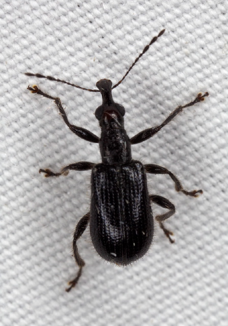 Eugnamptus angustatus Attelabidae