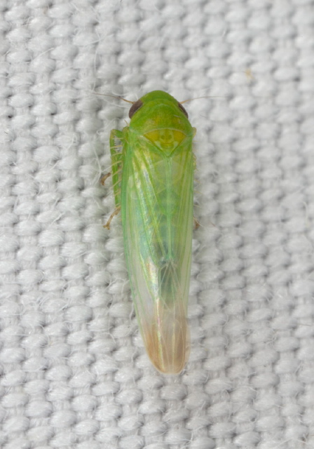 Balclutha impicta? Cicadellidae