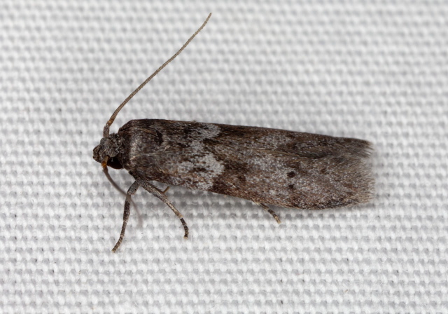 Blastobasis glandulella? Coleophoridae