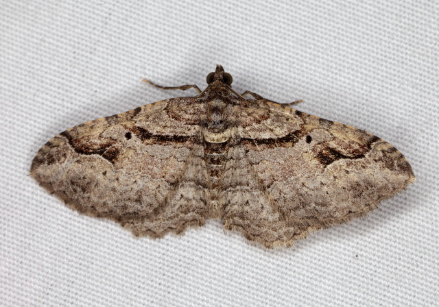 Costaconvexa centrostrigaria Geometridae