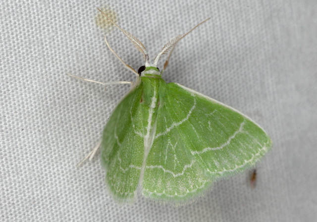 Synchlora aerata Geometridae